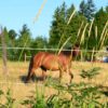 horse fence equine fence line application with horse in field