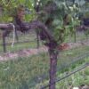 Vineyard- Bird & Bug Netting